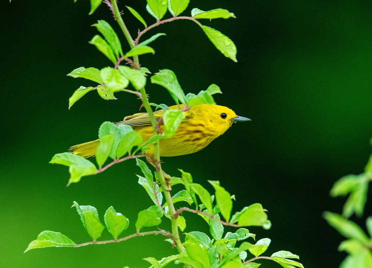 Northern Yellow Warbler - ML637225676