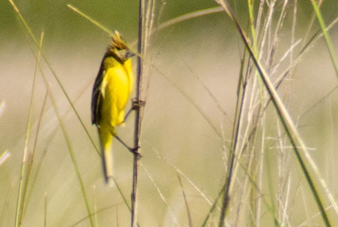 Crested Doradito - ML637225682