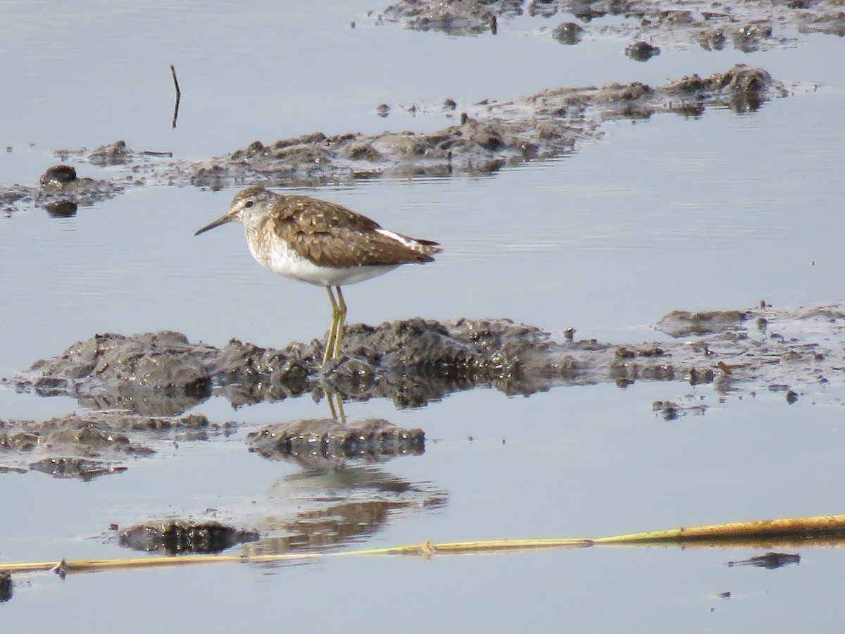 Wood Sandpiper - Thomas Brooks