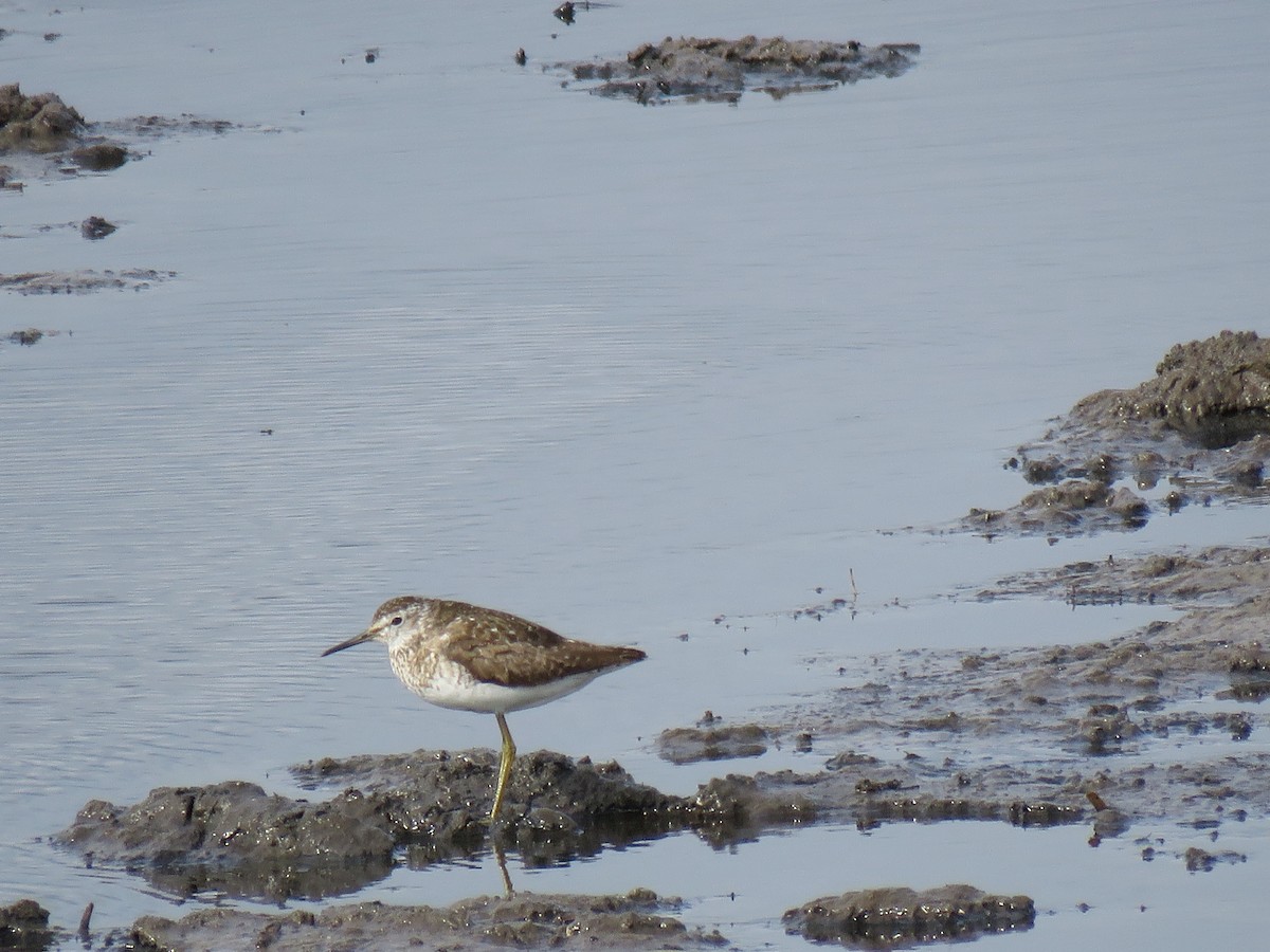 Wood Sandpiper - Thomas Brooks