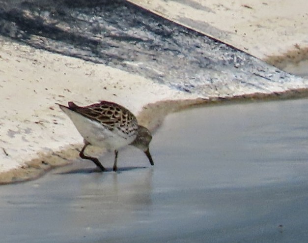 White-rumped Sandpiper - ML637225928