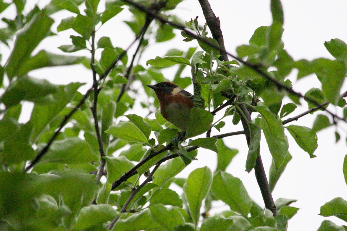 Bay-breasted Warbler - ML637225940