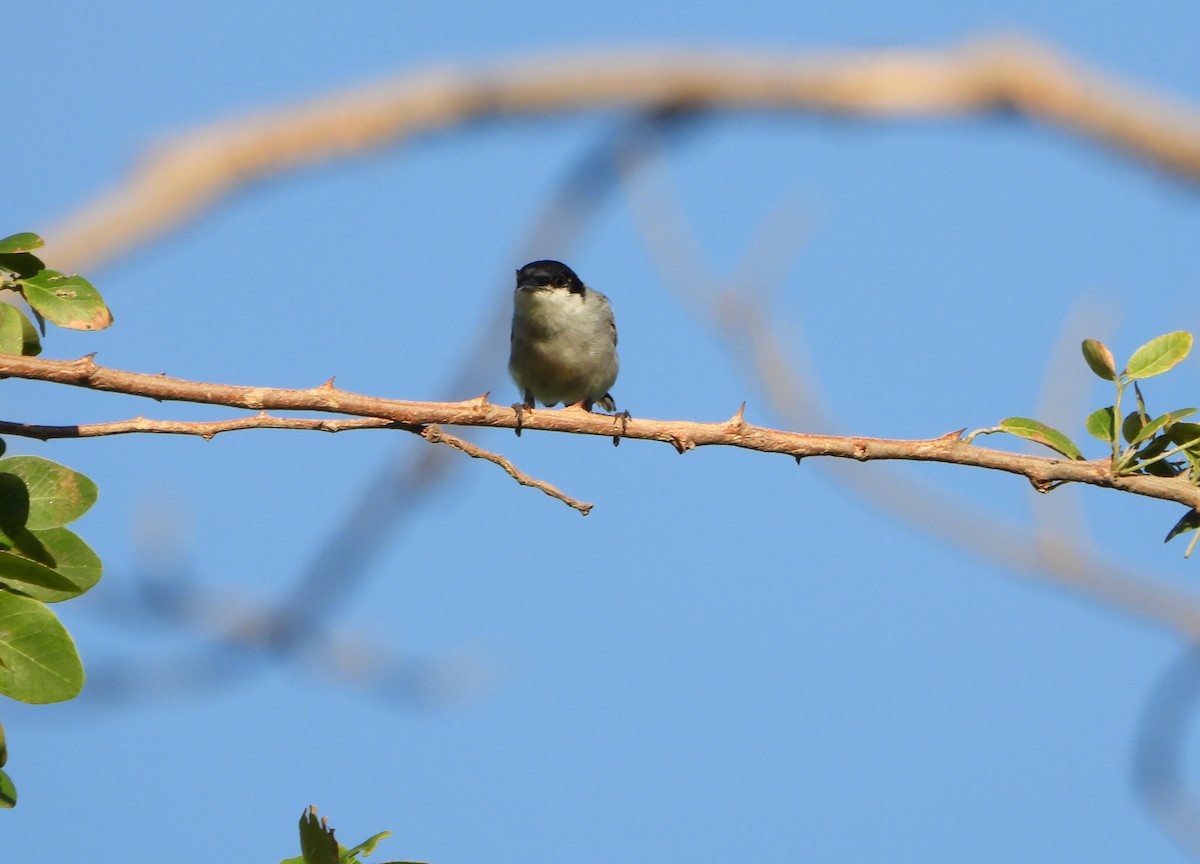 Tropical Gnatcatcher - ML637225973