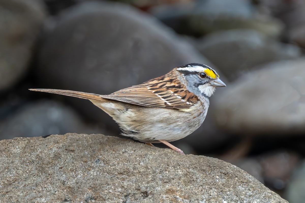 White-throated Sparrow - ML637226043