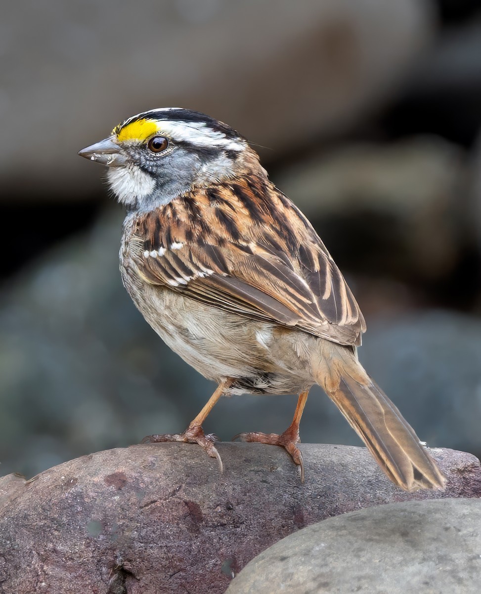 White-throated Sparrow - ML637226044