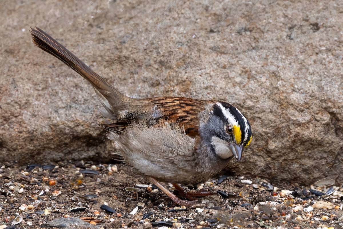 White-throated Sparrow - ML637226045
