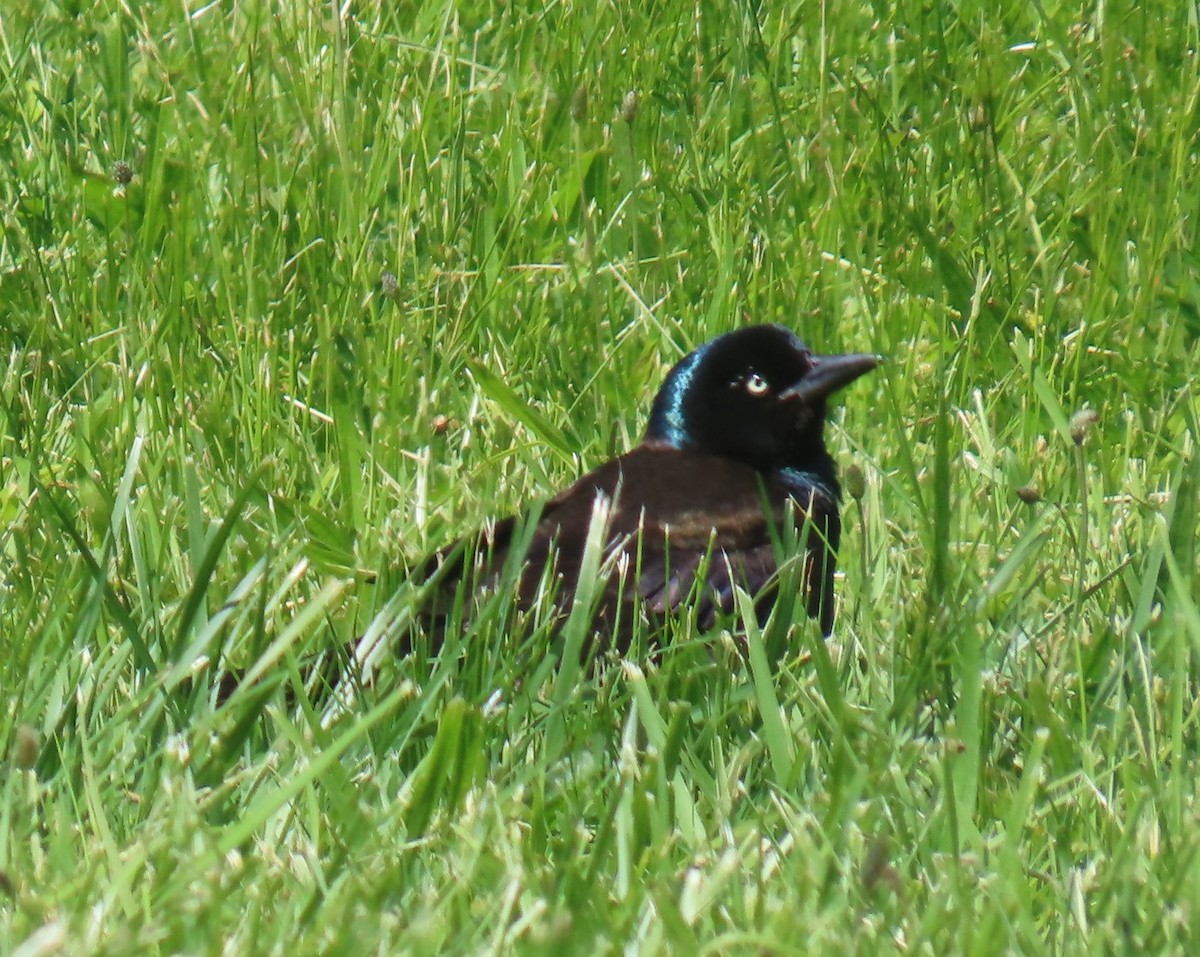 Common Grackle - ML637226067