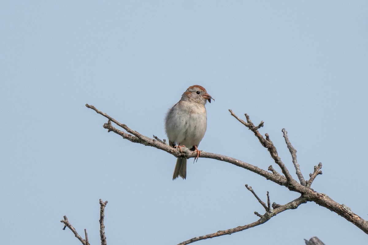 Tarla Serçesi - ML637226103