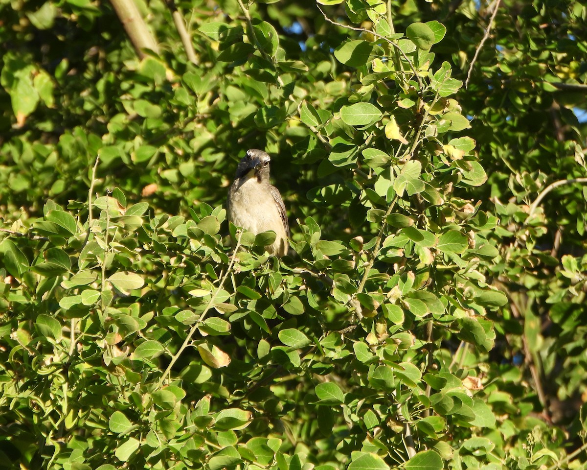 Olive-gray Saltator - ML637226158