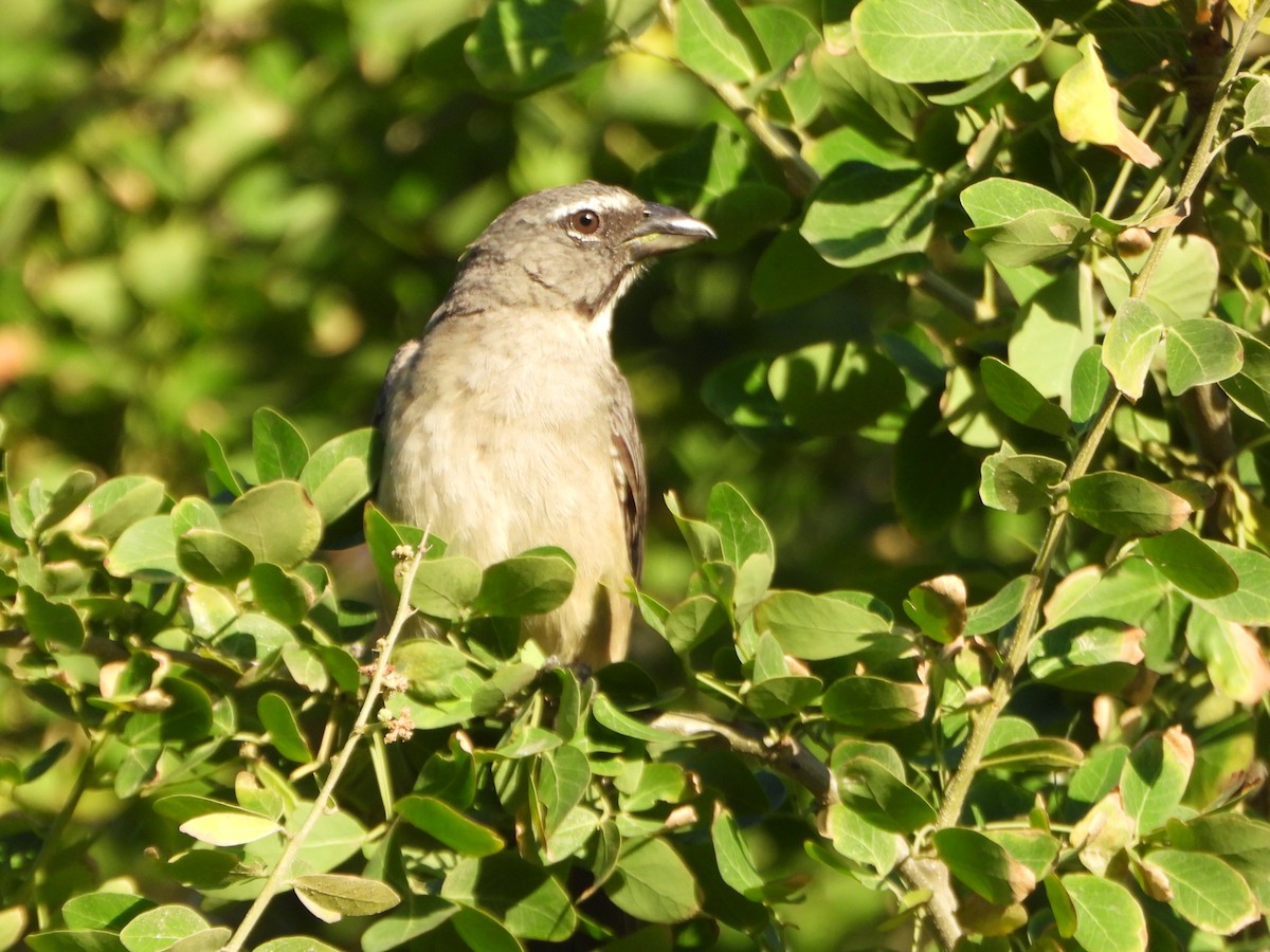 Olive-gray Saltator - ML637226159