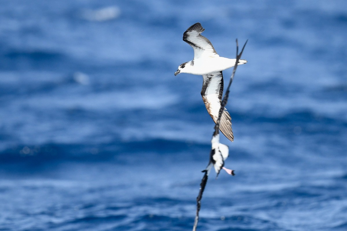 Black-capped Petrel (White-faced) - ML637226170
