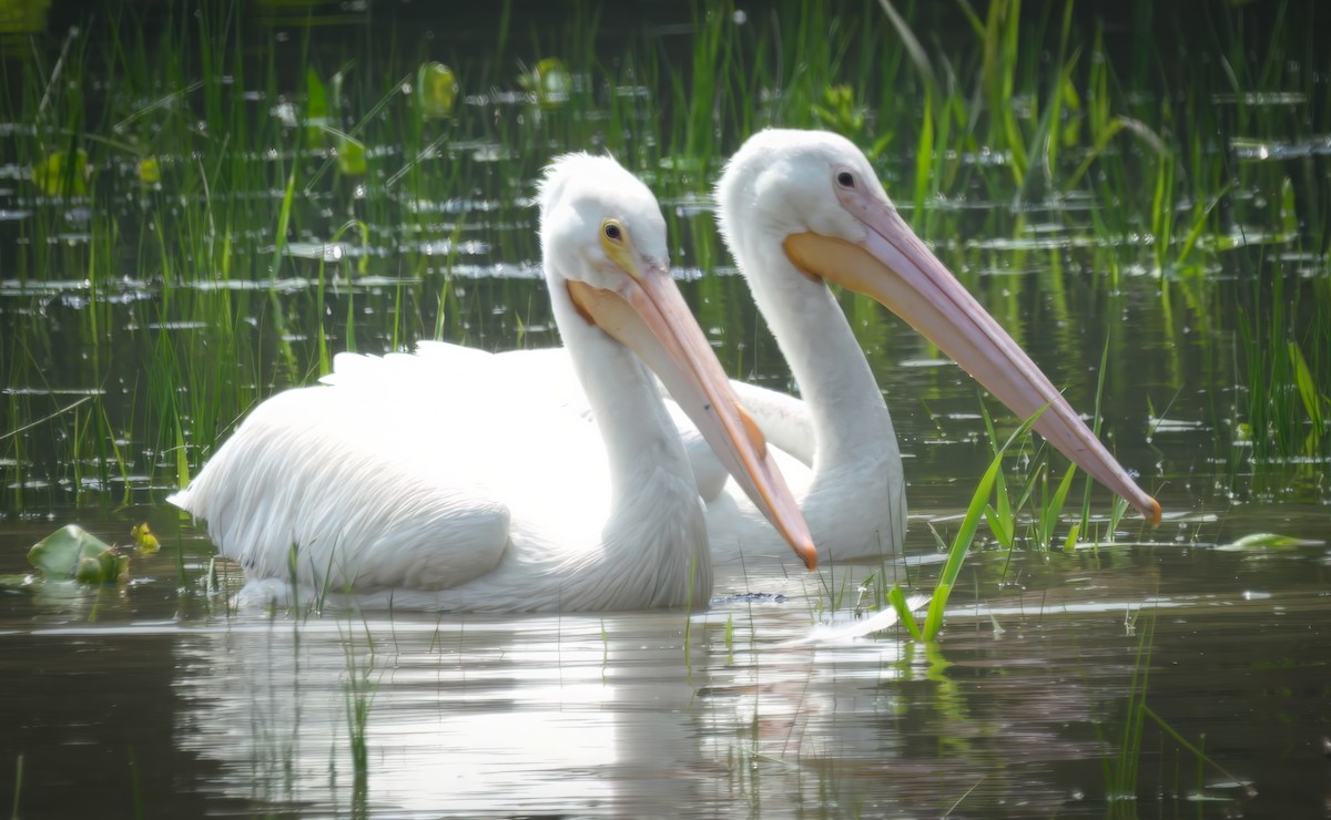 American White Pelican - ML637226293