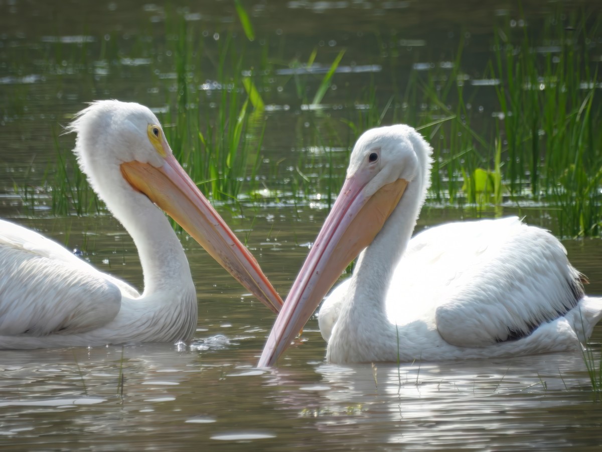 American White Pelican - ML637226295