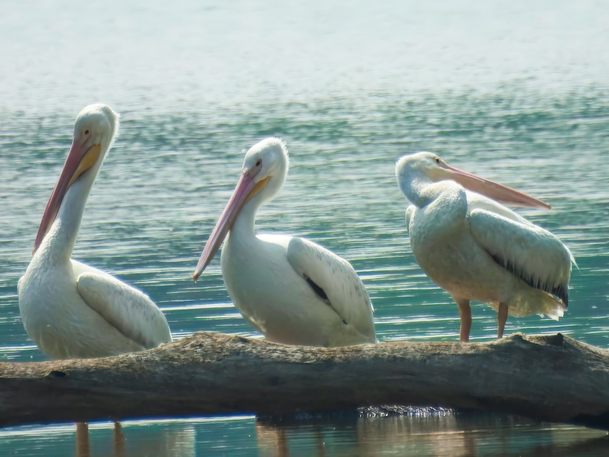 American White Pelican - ML637226296
