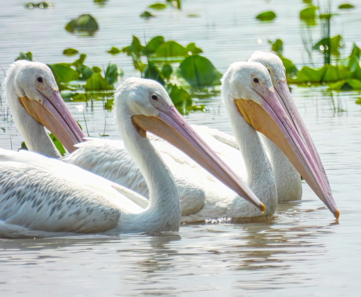 American White Pelican - ML637226297
