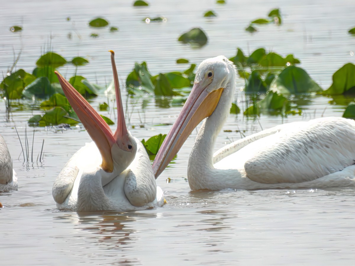 American White Pelican - ML637226298