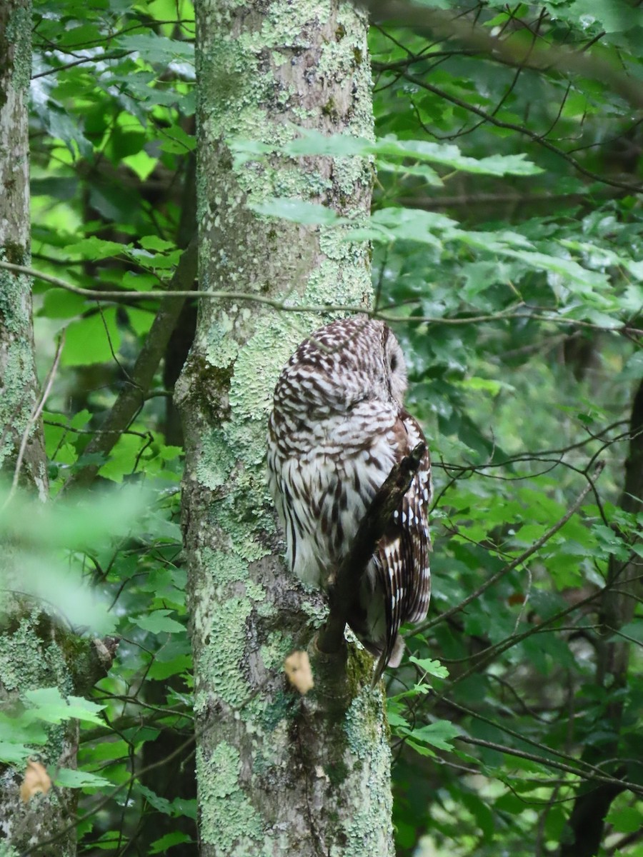 Barred Owl - ML637226388
