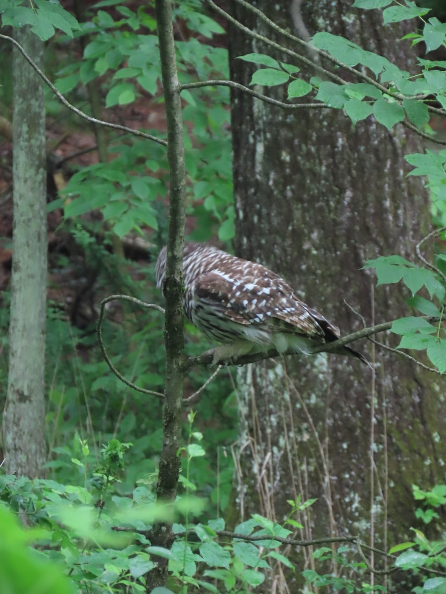 Barred Owl - ML637226389