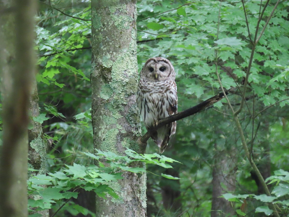 Barred Owl - ML637226391