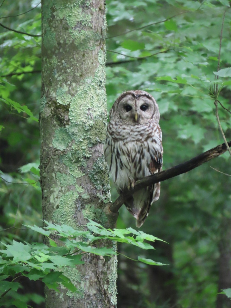 Barred Owl - ML637226392