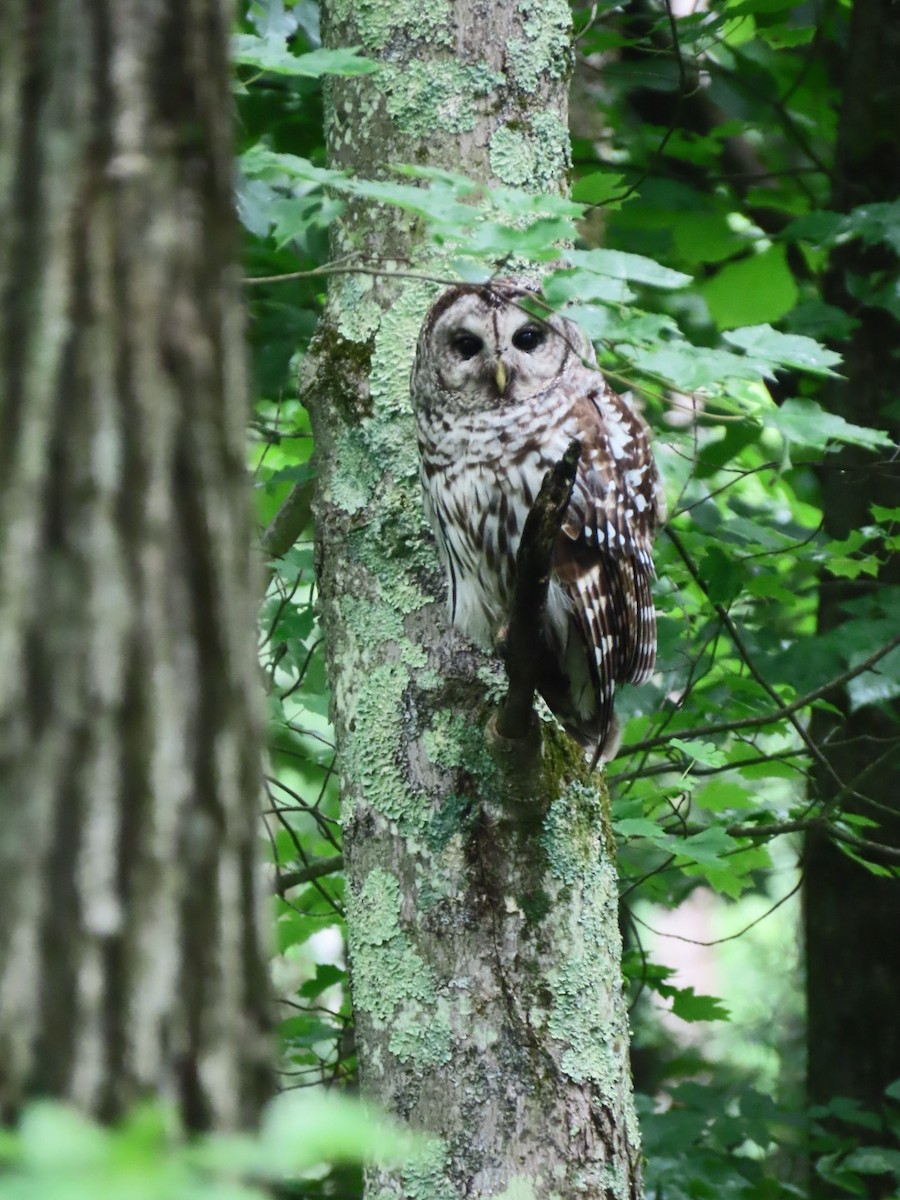 Barred Owl - ML637226393