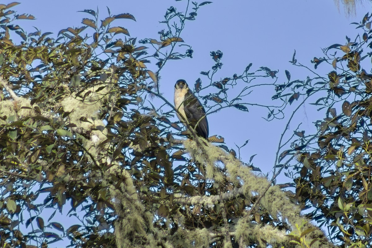 Collared Forest-Falcon - ML637226476