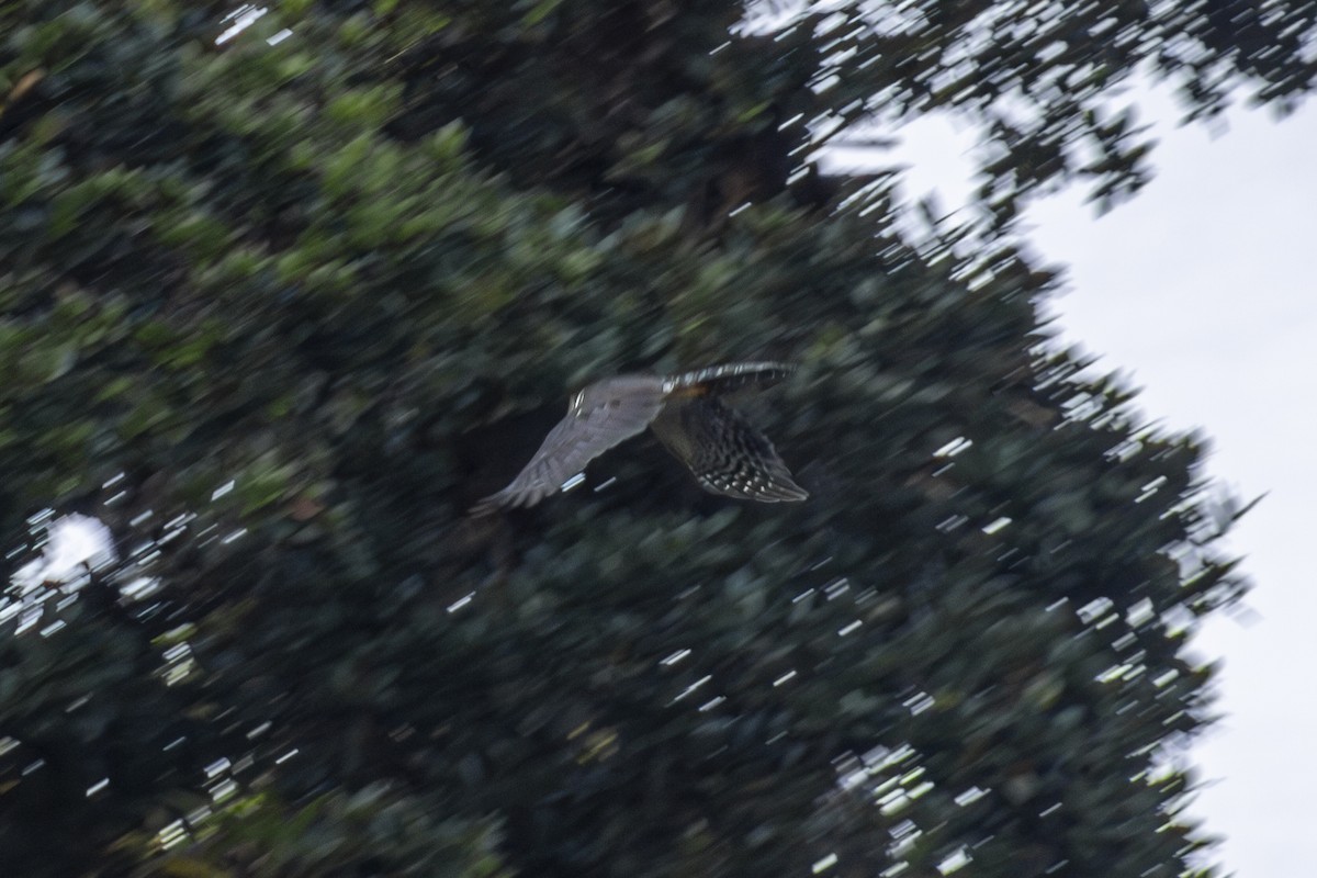 Collared Forest-Falcon - ML637226477