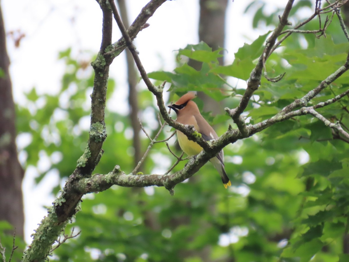 Cedar Waxwing - ML637226504