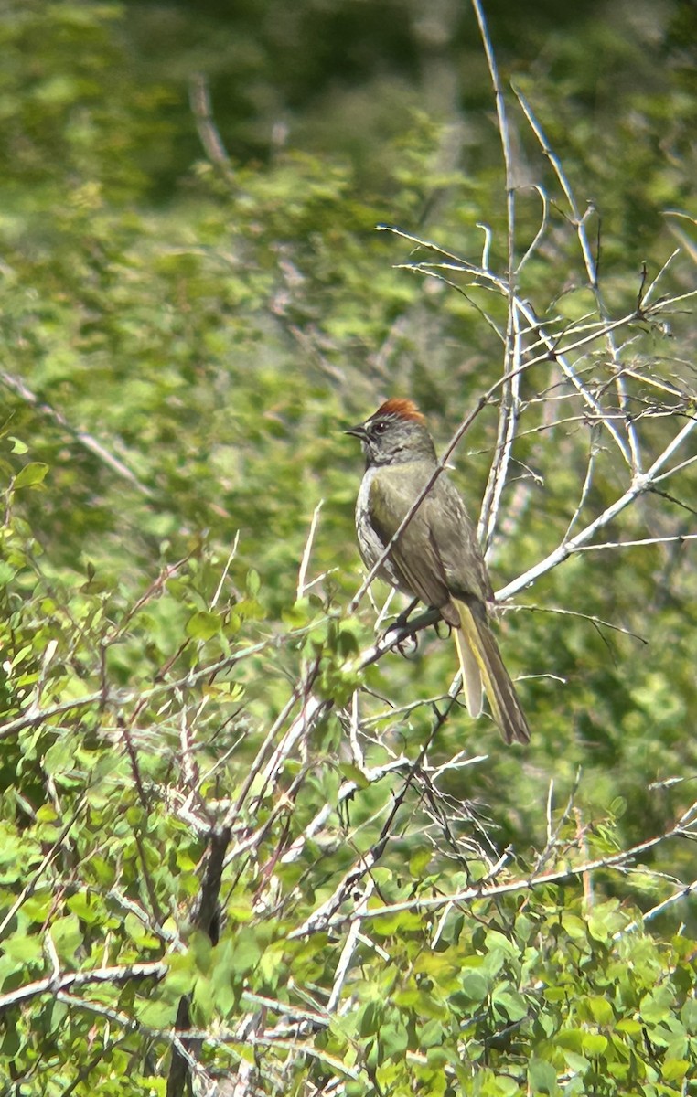 Green-tailed Towhee - ML637226555