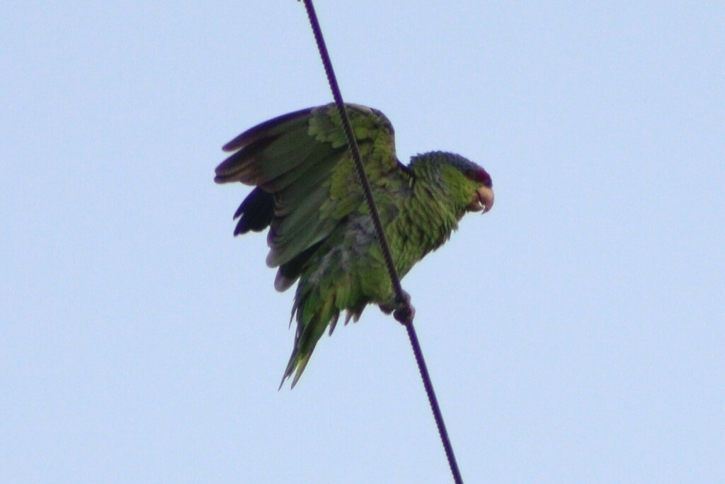 Lilac-crowned Amazon - ML637226556