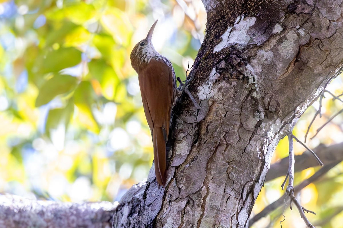Scaled Woodcreeper - ML637226565