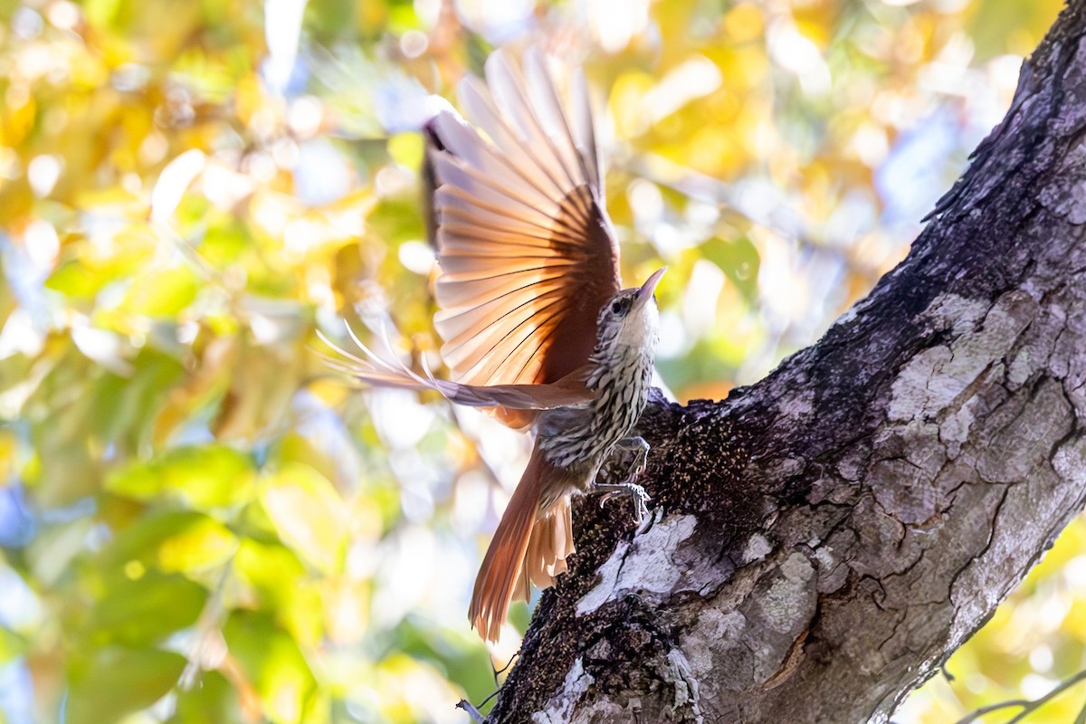 Scaled Woodcreeper - ML637226566