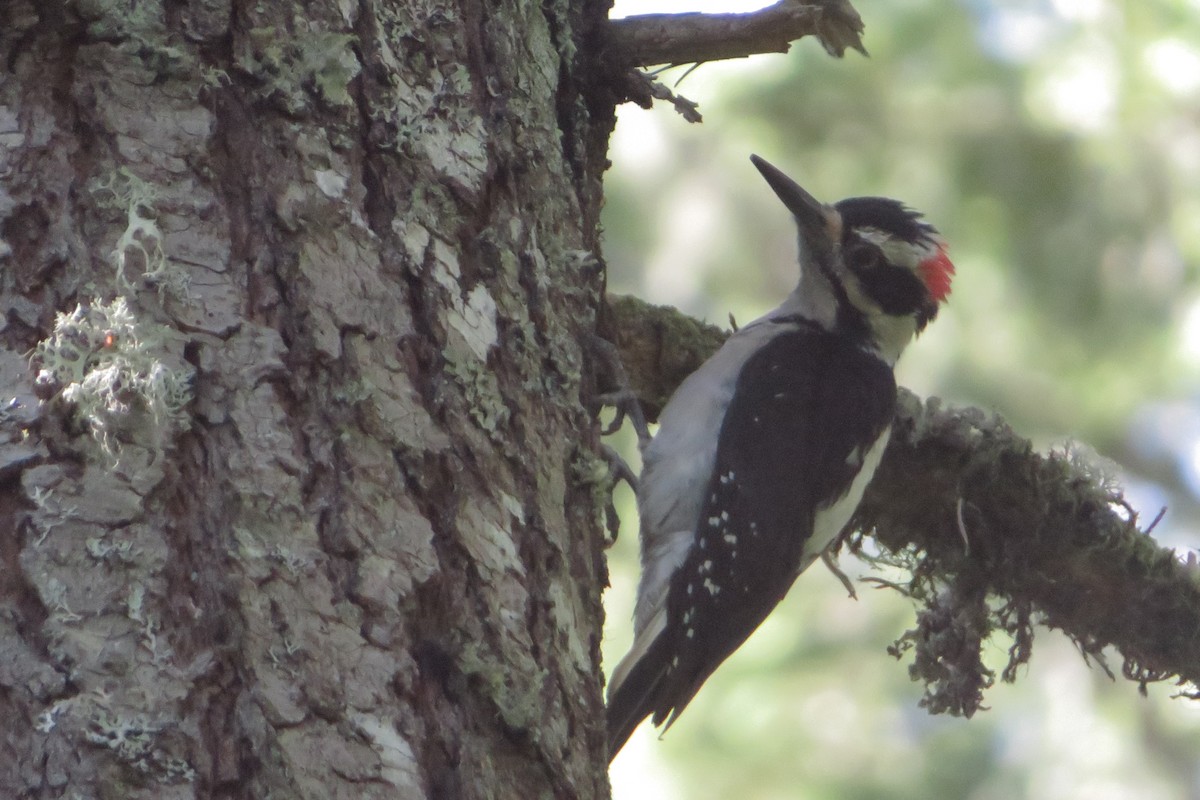 Hairy Woodpecker - ML637226582
