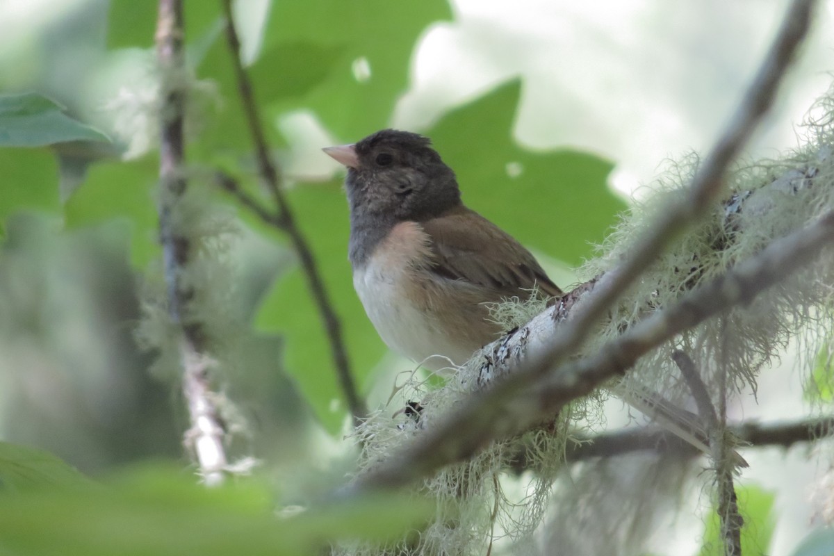 Dark-eyed Junco (Oregon) - ML637226636