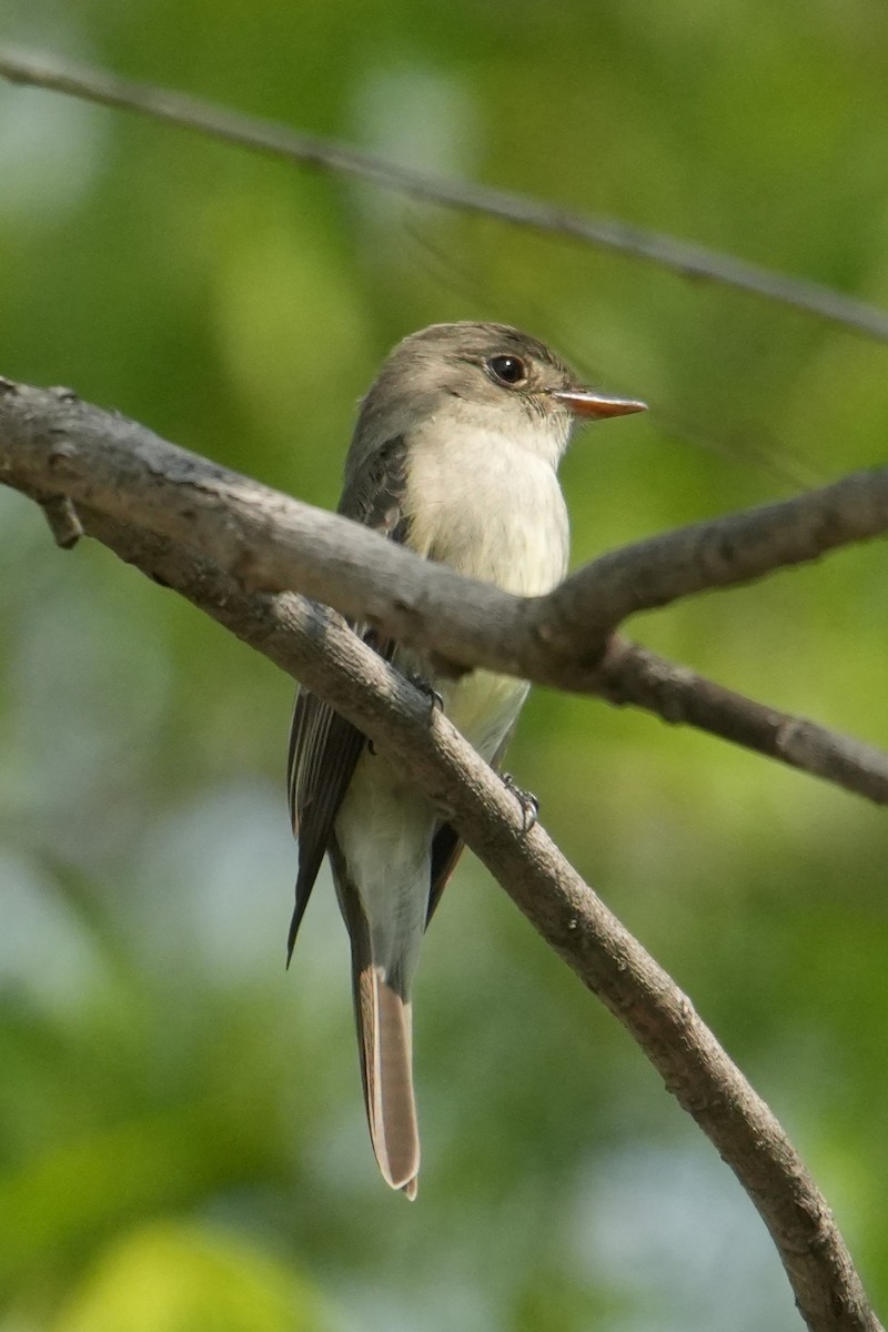 Willow Flycatcher - ML637226703