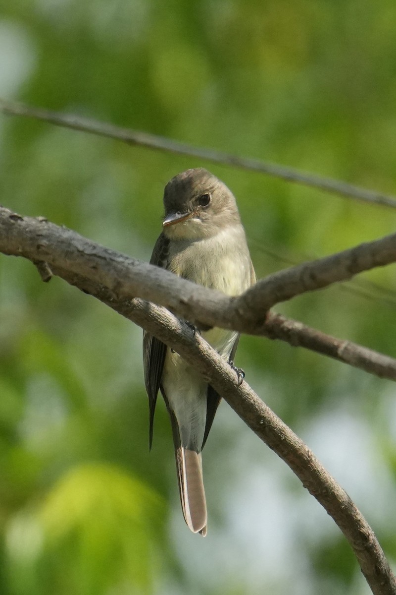 Willow Flycatcher - ML637226704