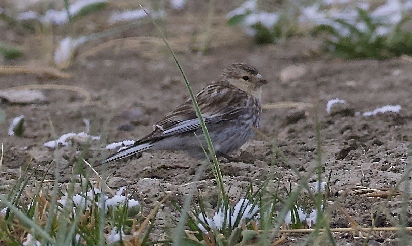 Twite - ML637226745