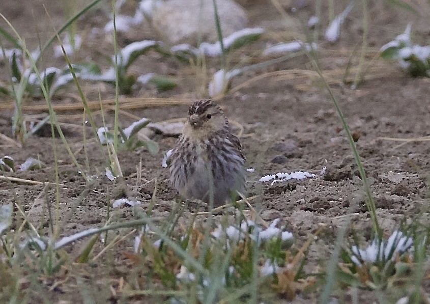Twite - ML637226746