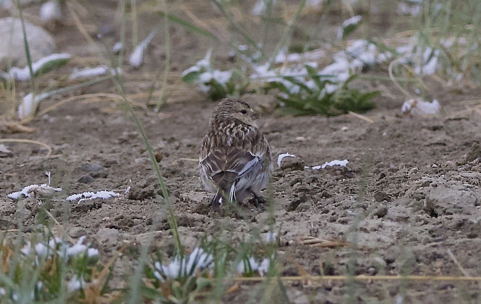 Twite - ML637226747