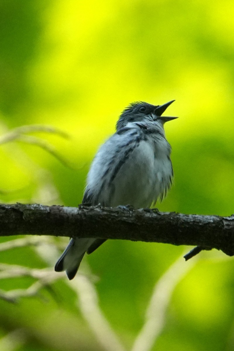 Cerulean Warbler - ML637226758