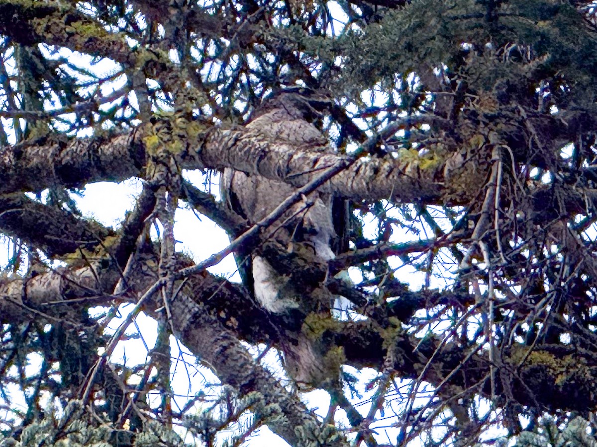 American Goshawk - ML637226854
