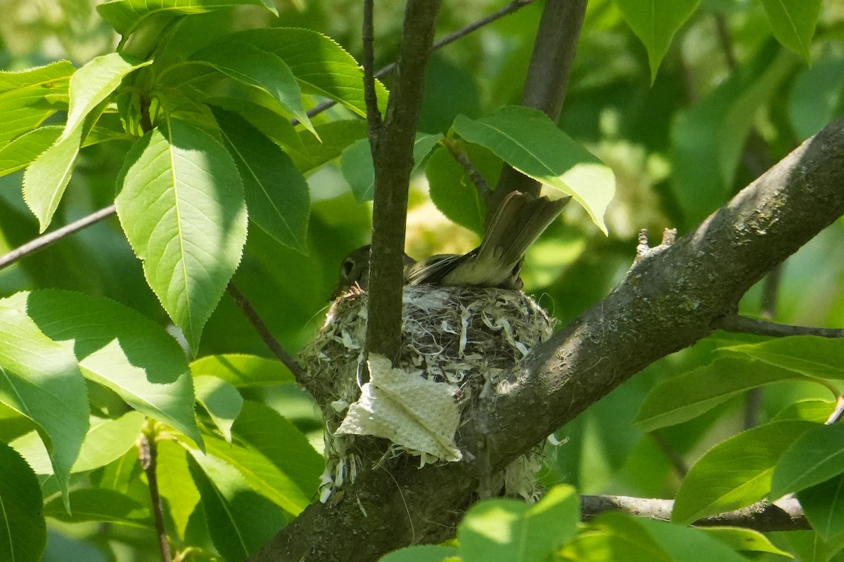 Least Flycatcher - ML637226873