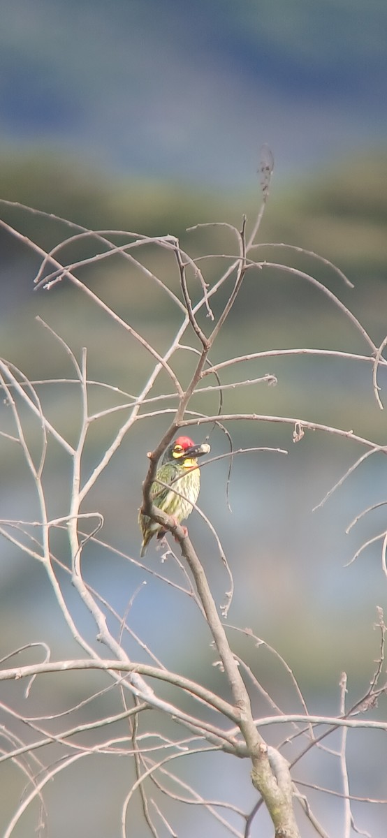 Coppersmith Barbet - ML637226906