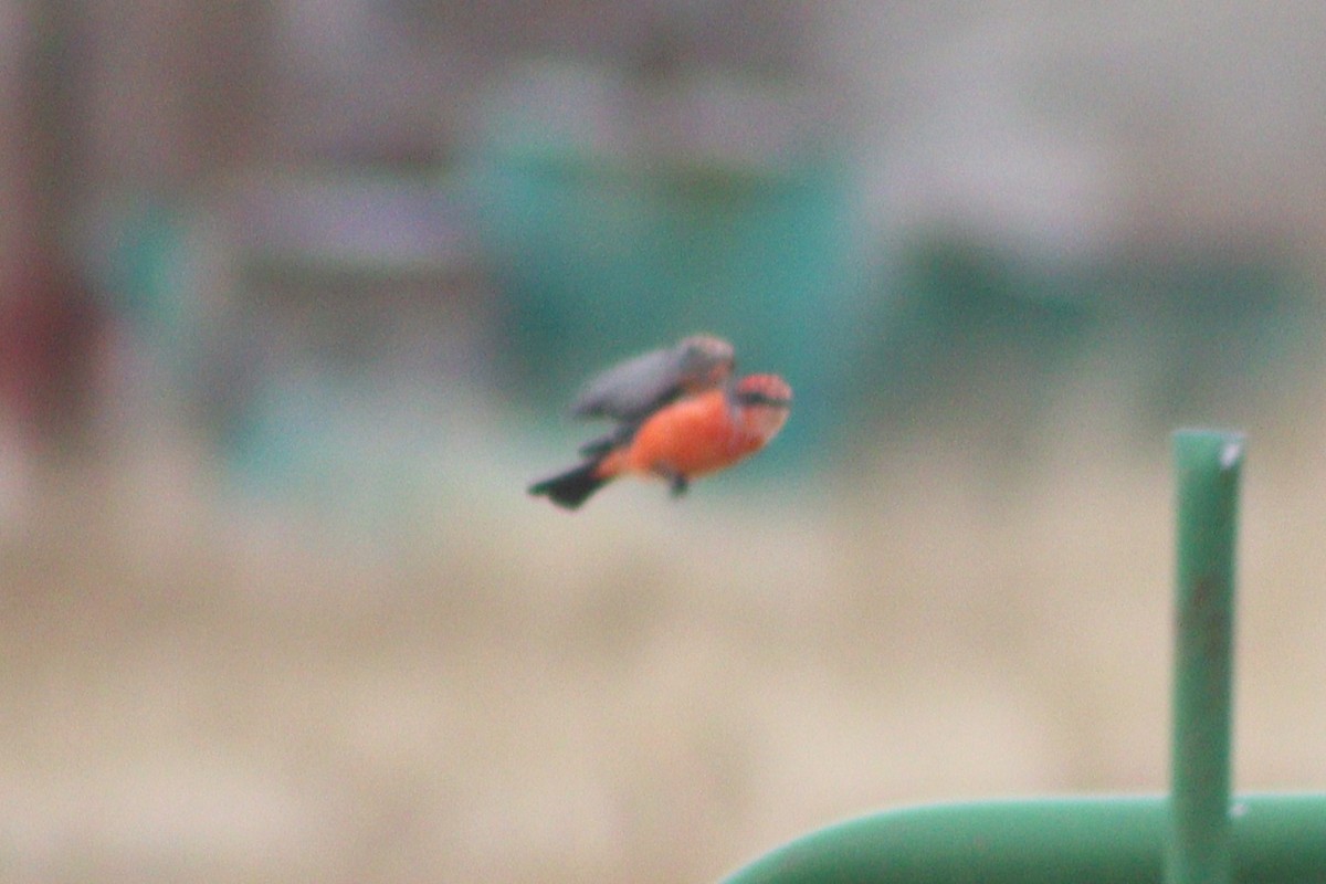 Vermilion Flycatcher (Northern) - ML637226992