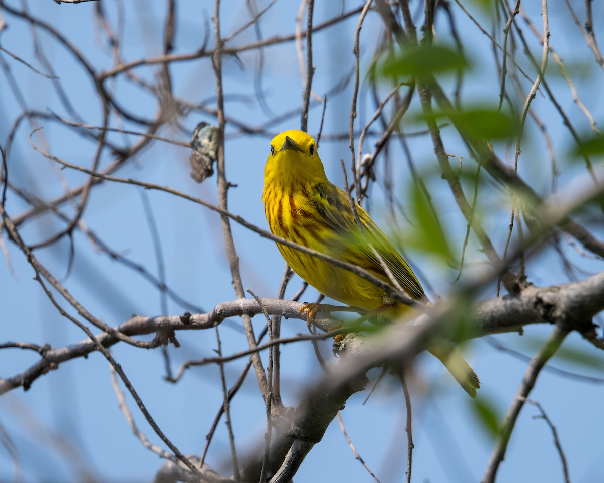 Yellow Warbler (Northern) - ML637227139