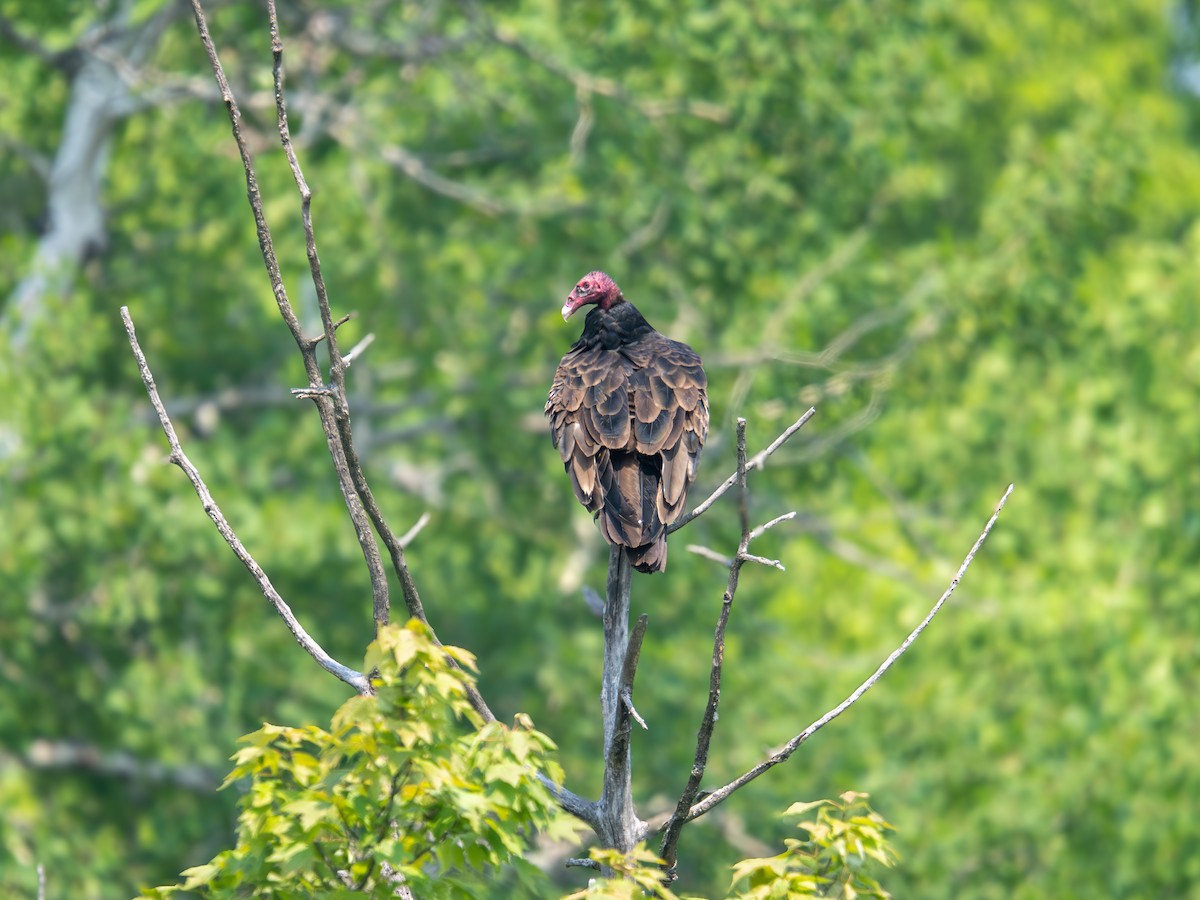 Turkey Vulture - ML637227199