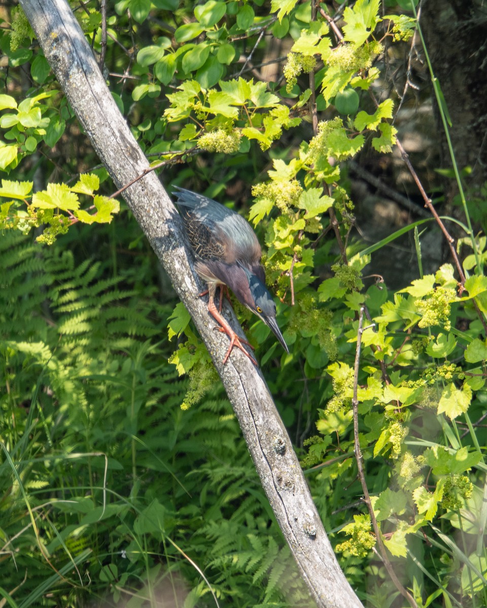 Green Heron - ML637227286