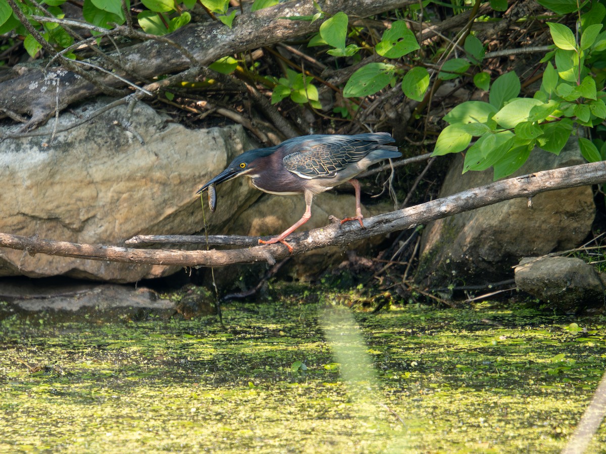 Green Heron - ML637227288