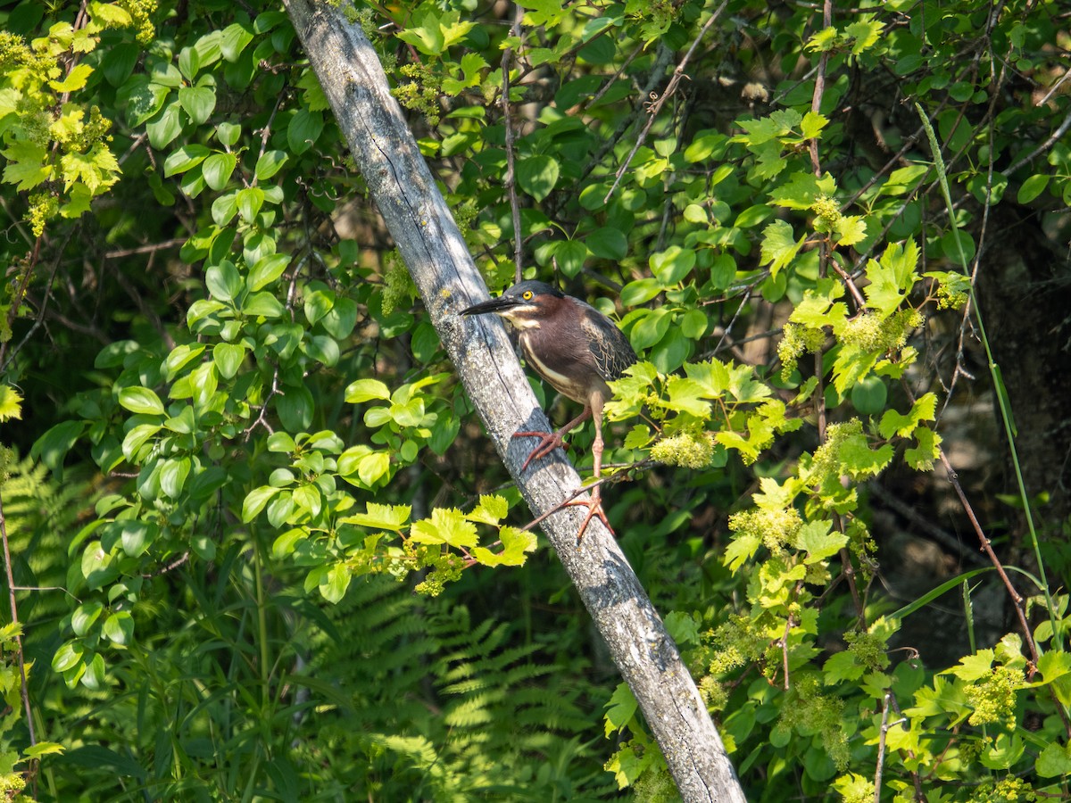 Green Heron - ML637227289