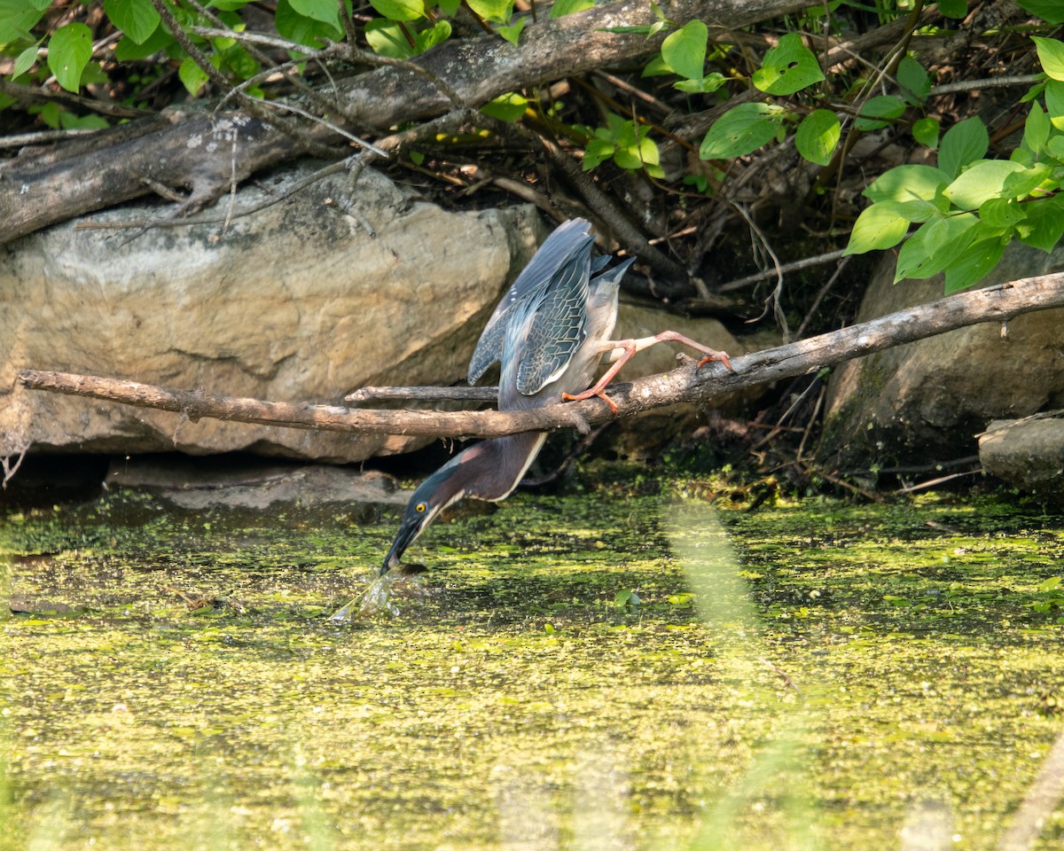 Green Heron - ML637227290